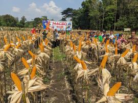 PANEN JAGUNG VARIETAS MACHO DI PADUKUHAN DRINGO KALURAHAN BENDUNG